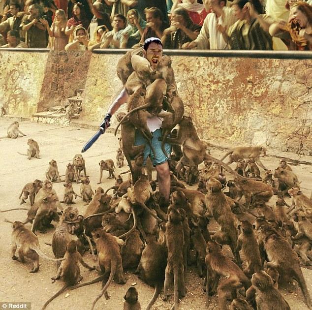 Un homme disparaît sous une montagne de singes en essayant de les nourrir