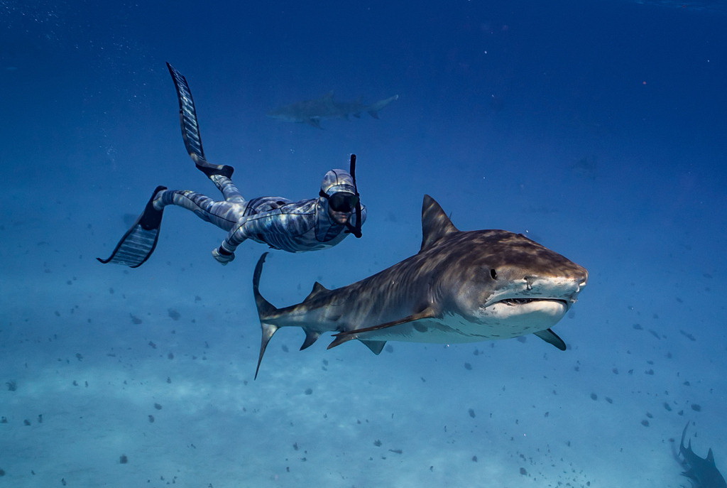 Une société néo-zélandaise développe une « combinaison furtive » qui permet de nager sans crainte des requins