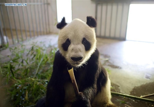 Huit pandas « centenaires » vivent encore dans la base de Dujiangyan