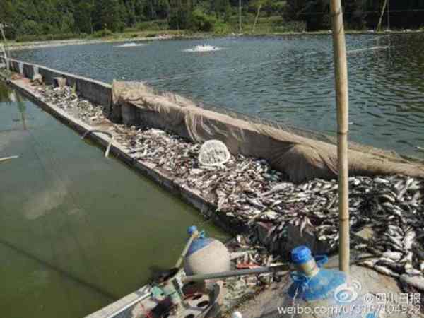 Canicule dans le Sichuan : mort de milliers de poissons  