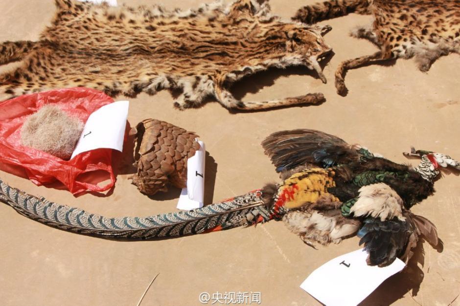 Saisie d'un grand nombre de carcasses d'animaux sauvages par la police du Yunnan