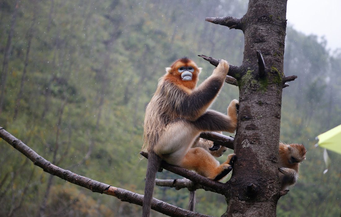 Protection des singes dorés par un Centre de recherche du Hubei