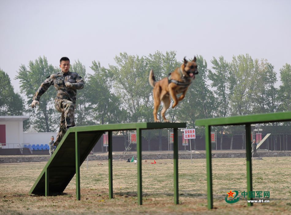 Des chiens chinois aux Jeux internationaux des Armées 2016