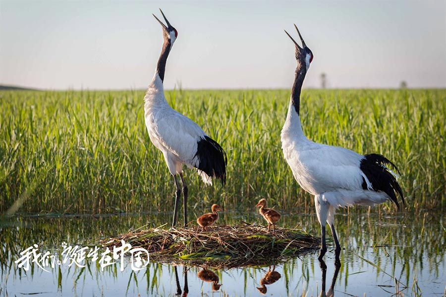 Disneynature : sortie imminente du film 