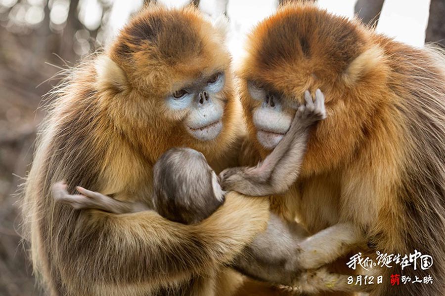 Disneynature : sortie imminente du film 