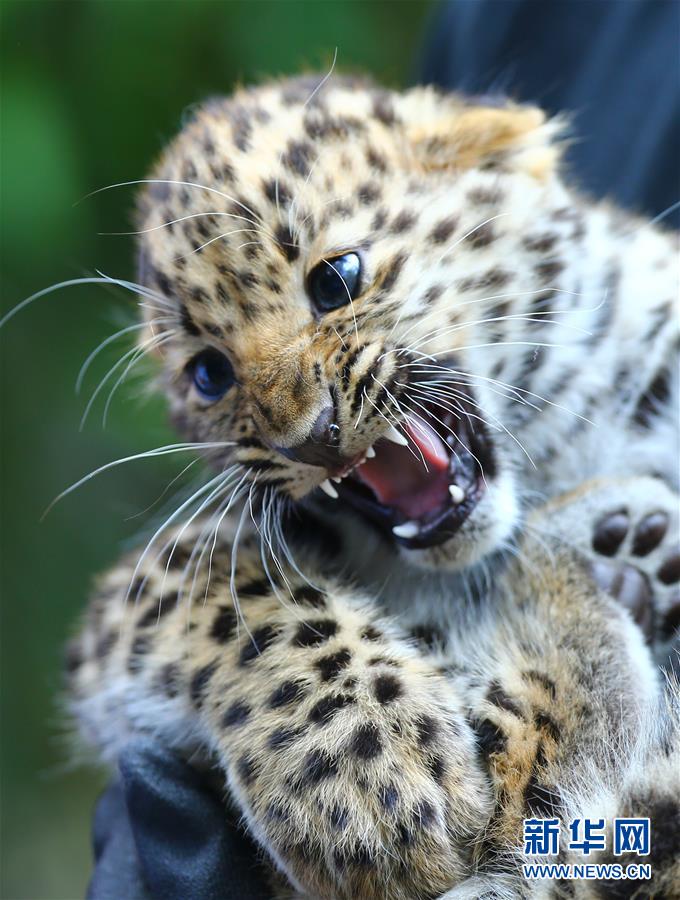 Deux bébés léopards de l’Amour en Belgique 