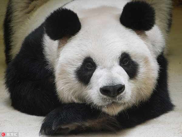 Jia Jia, le plus vieux panda en captivité du monde, fête ses 38 ans