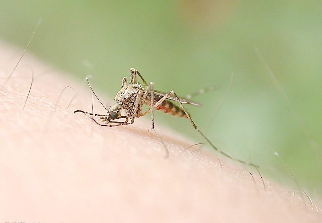 Virus Zika : premier cas enregistré à Hong Kong