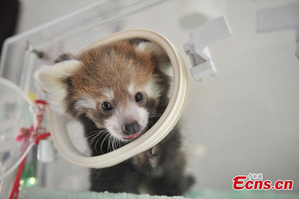 Chine : grand succès dans la reproduction de pandas rouges 