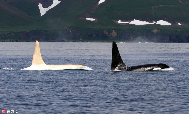 Iceberg : réapparition sur les côtes de l'orque albinos