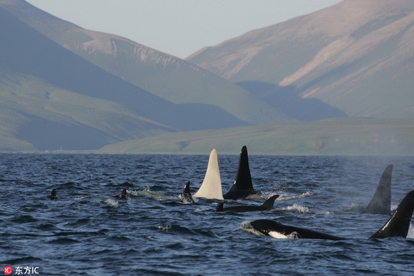 Iceberg : réapparition sur les côtes de l'orque albinos