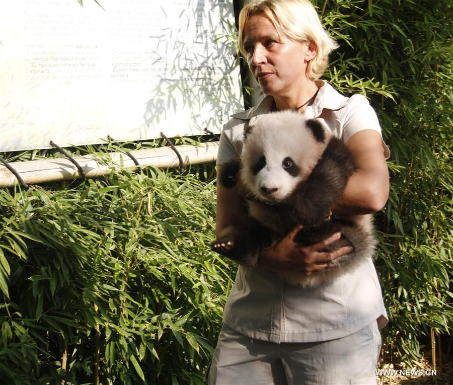 Le bébé panda né en Belgique s'appelle désormais Tianbo