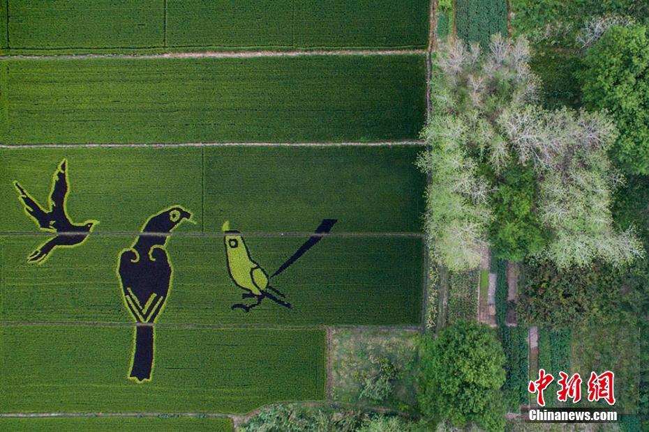 Jiangsu : des dessins géants dans les rizières