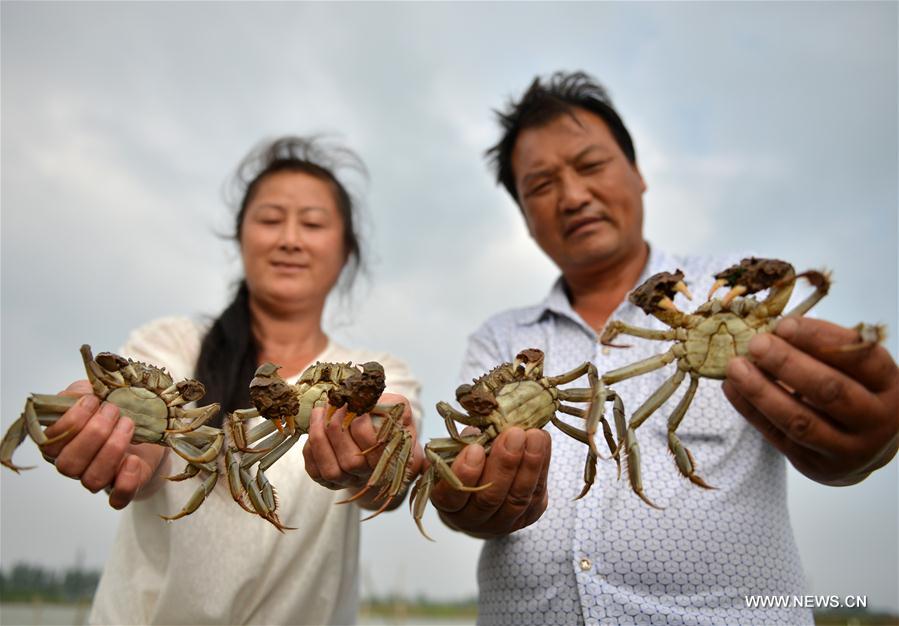 Ouverture de la pêche des crabes poilus dans l'est de la Chine