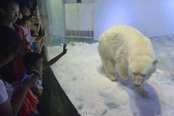 Le centre commercial qui héberge « l'ours polaire le plus triste du monde » dément tout plan d'expansion du zoo