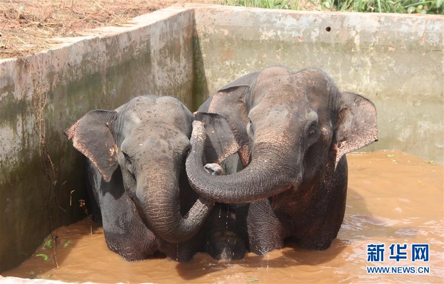 Sud de la Chine : sauvetage réussie de trois éléphants sauvages