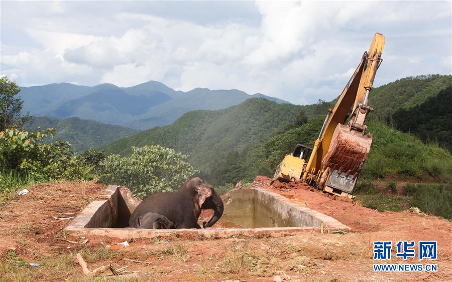 Sud de la Chine : sauvetage réussie de trois éléphants sauvages