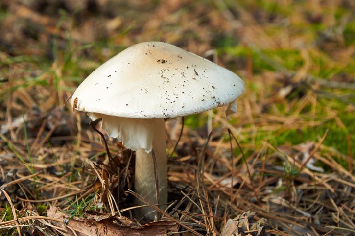 La cueillette de champignons peut être un loisir dangereux