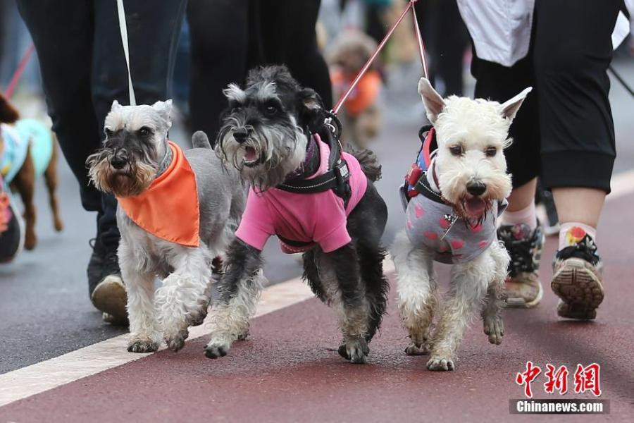Un mini marathon pour chiens