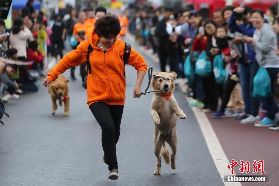 Un mini marathon pour chiens