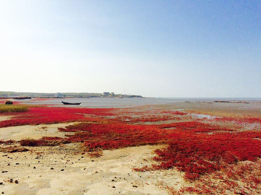 Les merveilles de la plage rouge de Tuanshan, dans le Nord-est de la Chine