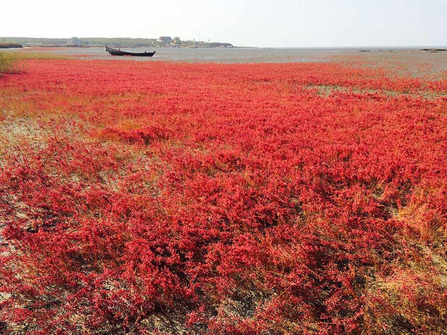 Les merveilles de la plage rouge de Tuanshan, dans le Nord-est de la Chine