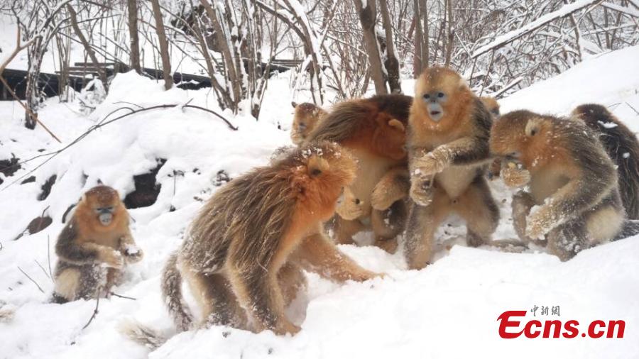 Des singes au nez retroussé d'or s'éclatent dans la neige