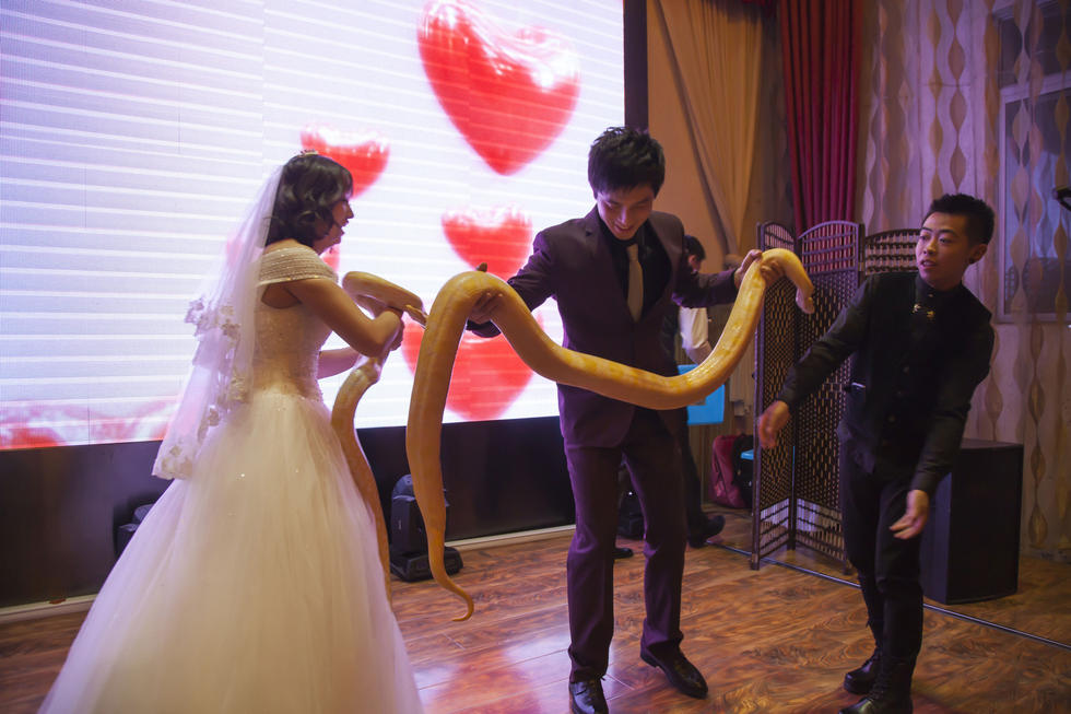 Un couple de nouveaux mariés s'offre des pythons dorés en guise de cadeau de noces