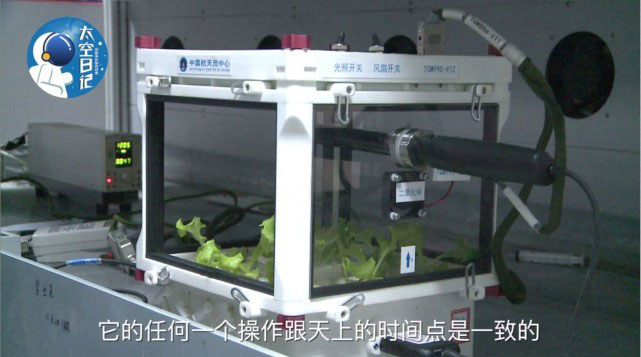 Les spationautes chinois cultivent de la laitue dans l'espace, mais ne peuvent pas la manger