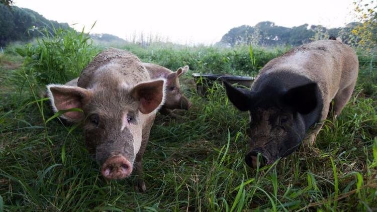 Les porcs pourraient être optimistes ou pessimistes en fonction de leur caractère et de leur humeur