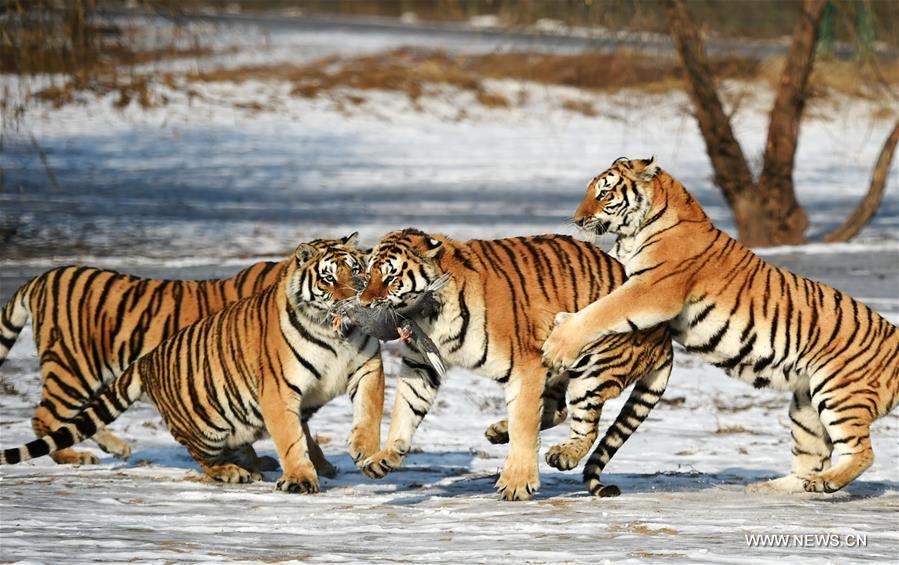 Tigres sibériens : du coq au menu à Harbin