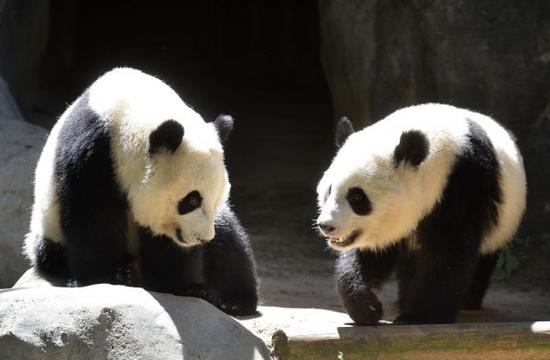 Les deux pandas revenus des Etats-Unis s'adaptent à leur nouvel habitat du Sichuan