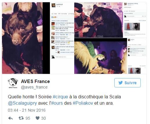 France : un ours dans une discothèque indigne les internautes
