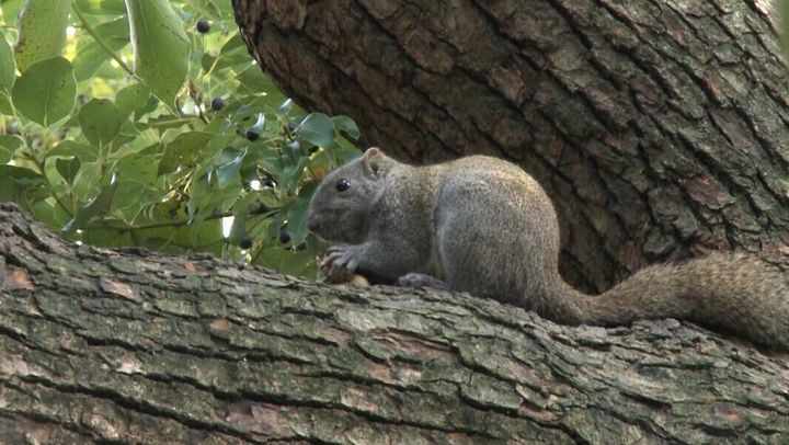 Des écureuils obèses à Hangzhou