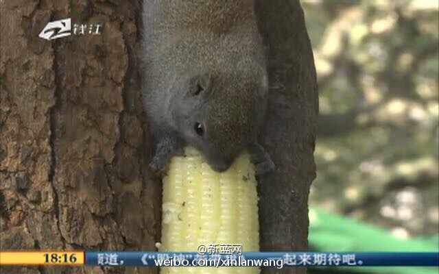 Des écureuils obèses à Hangzhou