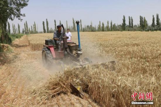 Chine : plus de 35 milliards de kilos de céréales gaspillés