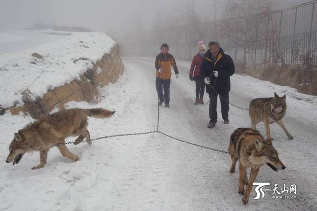 Danse avec les loups dans le Xinjiang