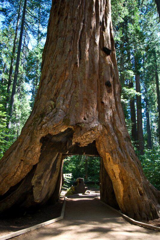 Le légendaire séquoia tunnel millénaire de Californie déraciné par la tempête