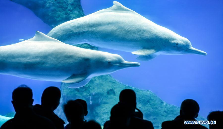 Le dauphin blanc de Chine, un animal sous protection d'Etat de première classe