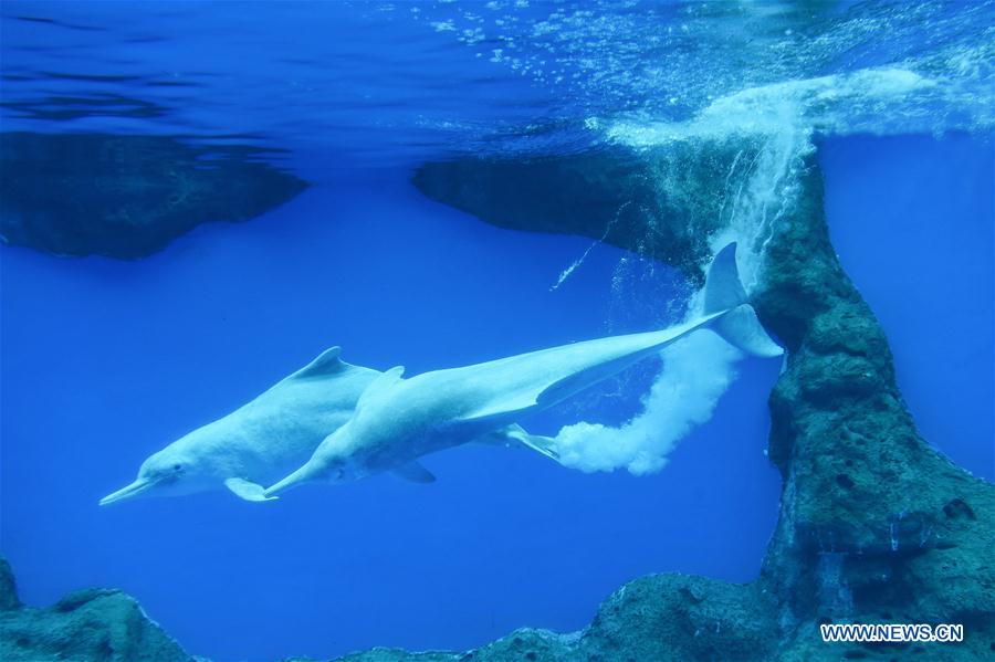 Le dauphin blanc de Chine, un animal sous protection d'Etat de première classe