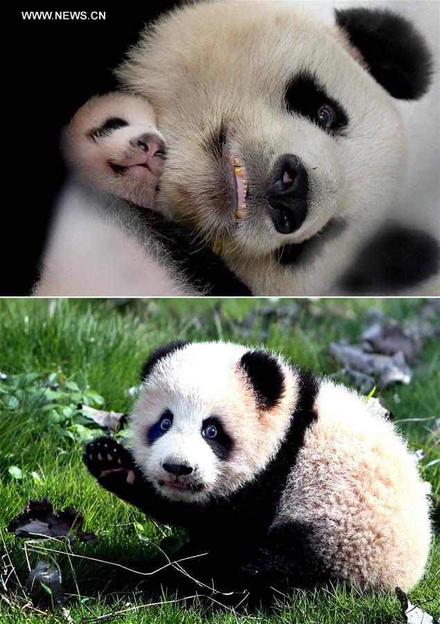 Mort d'un panda femelle et de son bébé dans un zoo de Shanghai