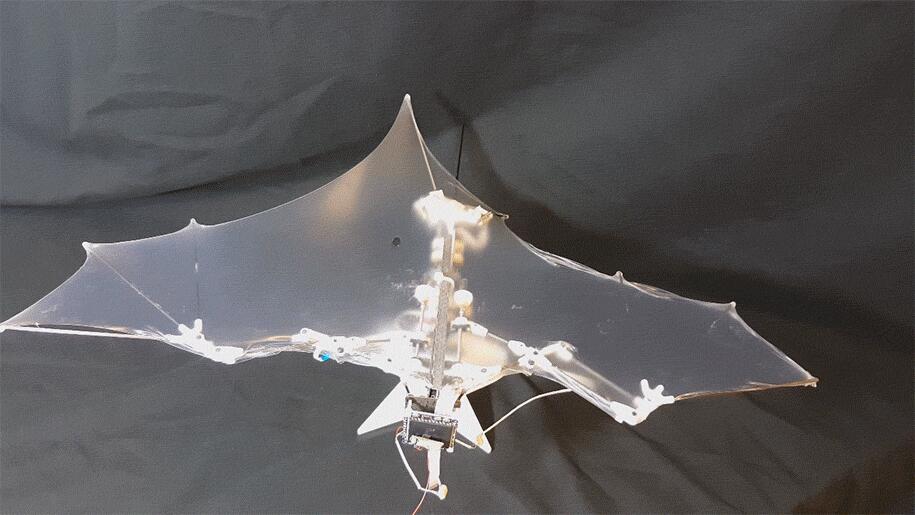 Des chercheurs américains fabriquent un robot volant comme une chauve-souris