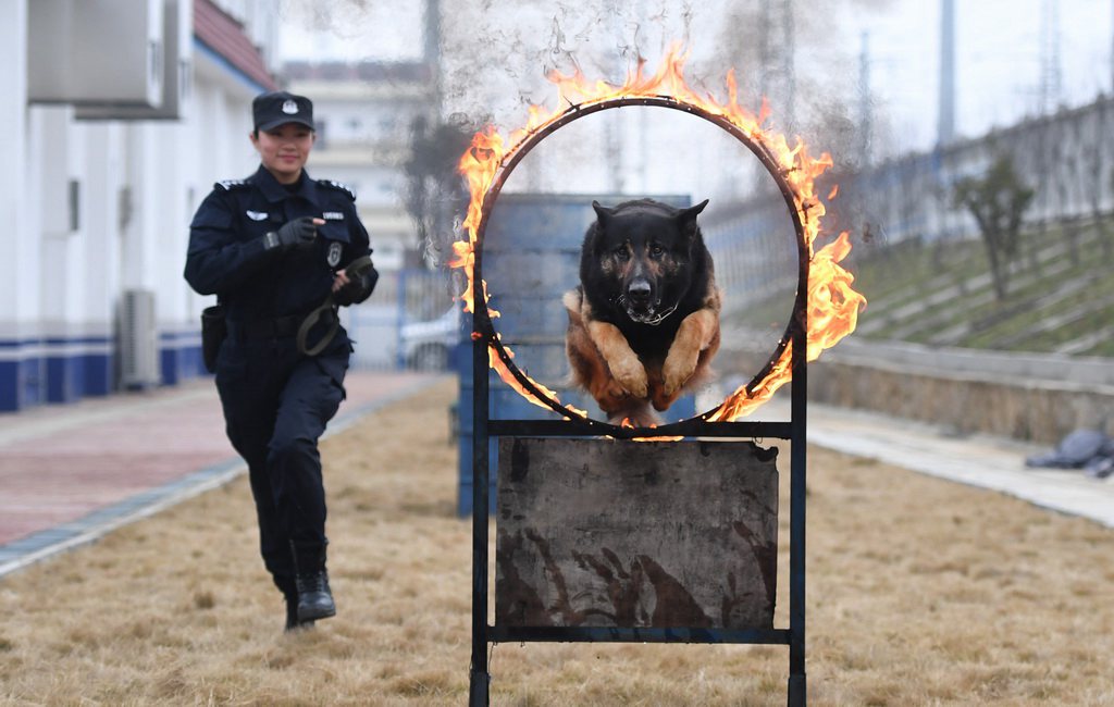 Un chien policier au service de la sécurité ferroviaire