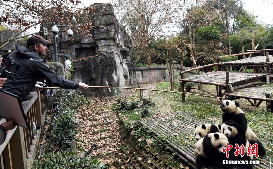 Sichuan : Lee Pace, nouvel ambassadeur des pandas
