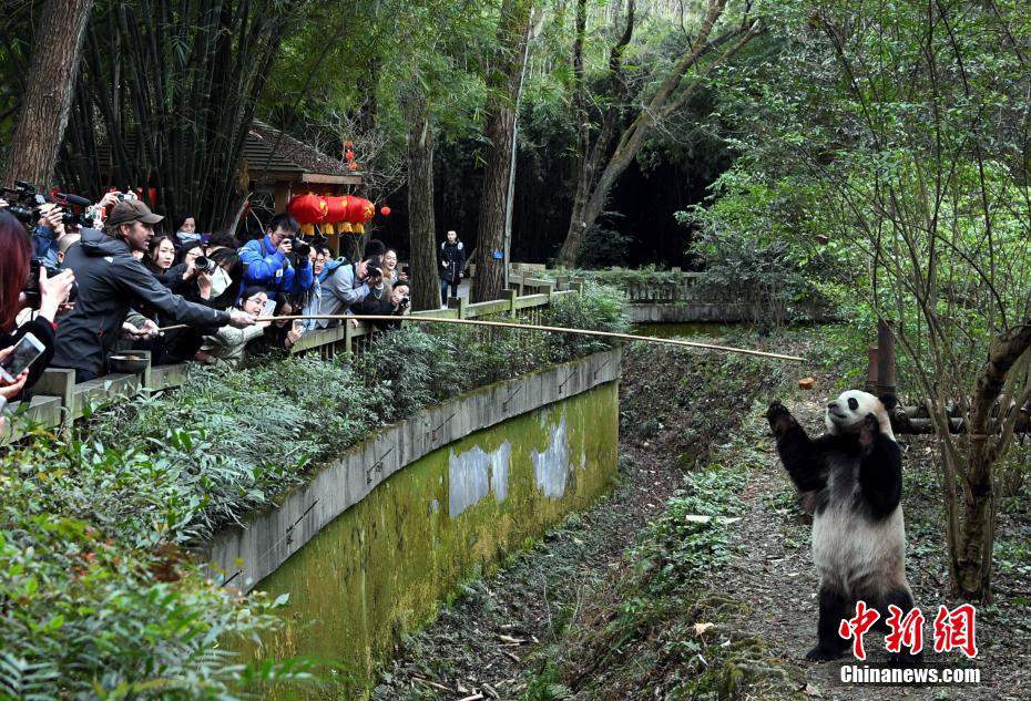 Sichuan : Lee Pace, nouvel ambassadeur des pandas