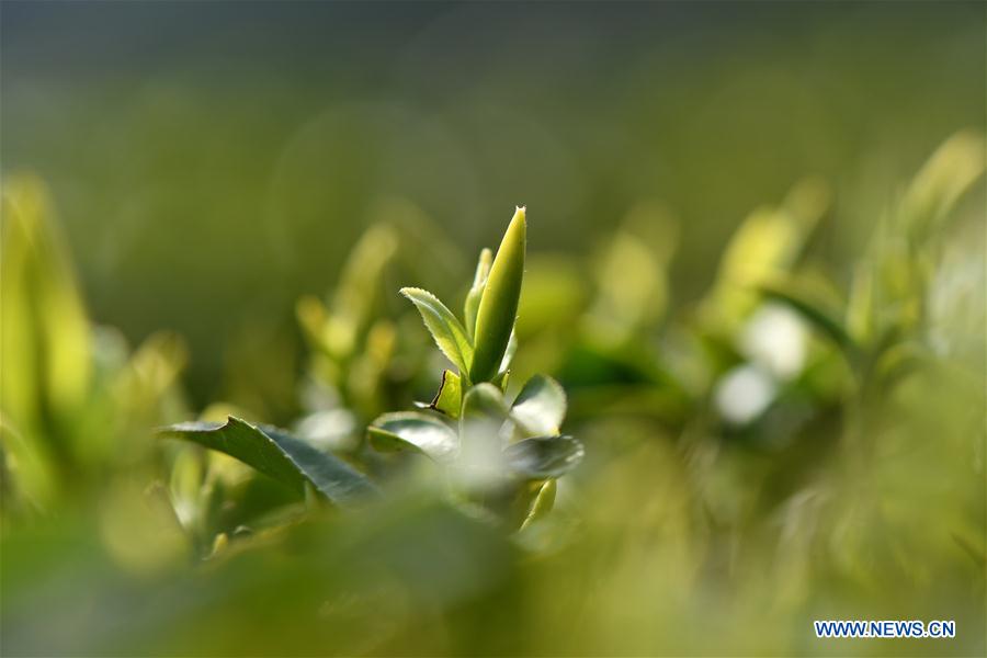 Récolte du thé dans le Hubei