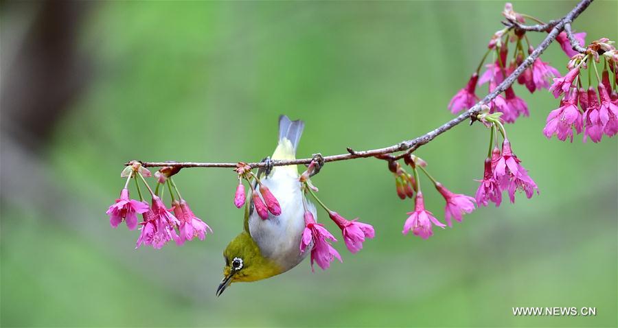Fuzhou : quand des oiseaux butinent comme des abeilles