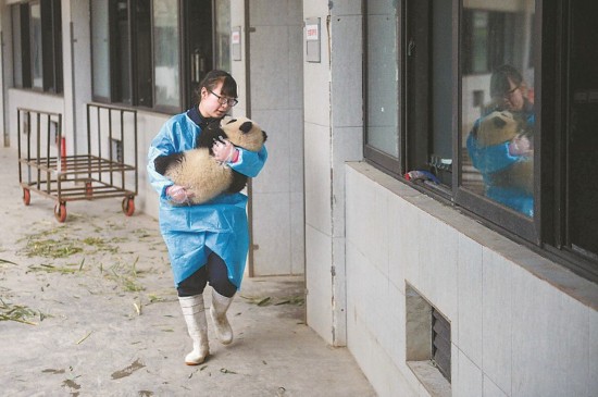 Des nounous pandas et leurs 'bébés'