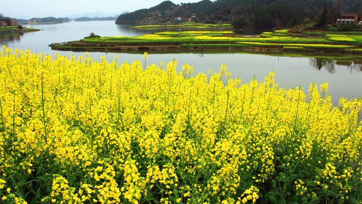 La plus belle mer de fleurs de colza dans le Shaanxi