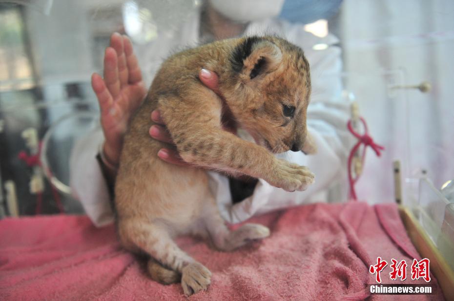 Naissance d'un bébé lion dans un zoo du Yunnan